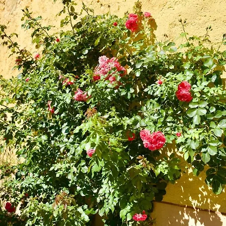 Diffuso Il Portichetto Sulla Collina A Vezio מלון 3*
